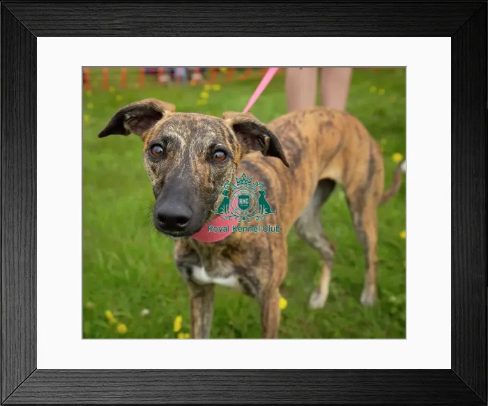 Framed Print : Scruffts Hylands Park Framed Print : Scruffts Hylands Park