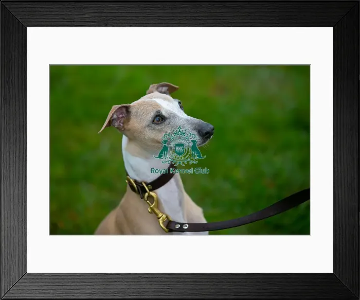Framed Print : Scruffts Newark 23rd April 2023 Framed Print : Scruffts Newark 23rd April 2023