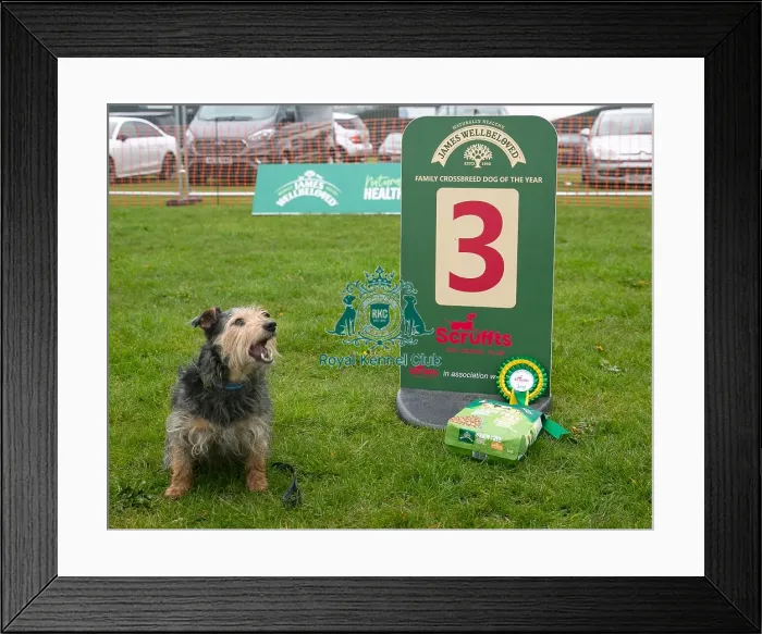 Framed Print : Scruffts Newark 23rd April 2023 Framed Print : Scruffts Newark 23rd April 2023