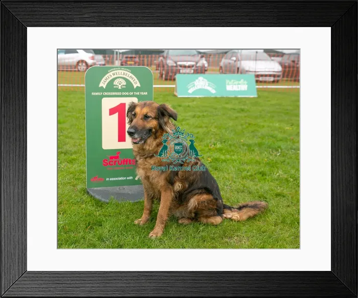 Framed Print : Scruffts Newark 23rd April 2023 Framed Print : Scruffts Newark 23rd April 2023
