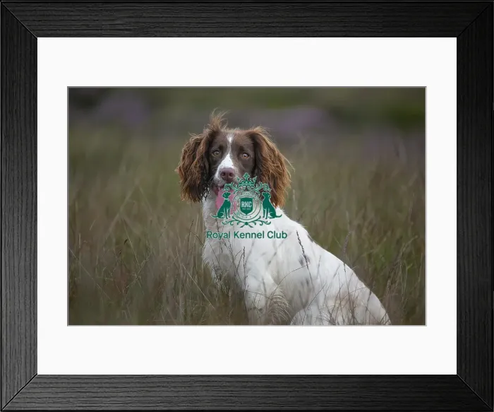 Framed Print : Scruffts Newark 23rd April 2023 Framed Print : Scruffts Newark 23rd April 2023