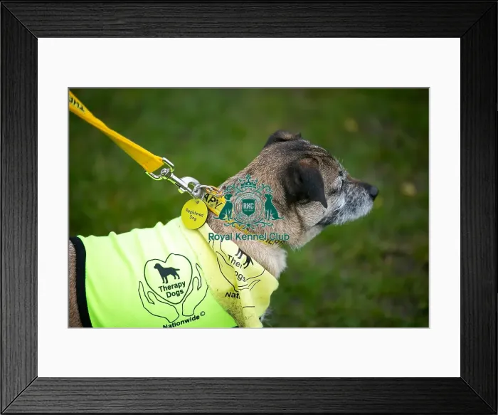 Framed Print : Scruffts Newark 23rd April 2023 Framed Print : Scruffts Newark 23rd April 2023