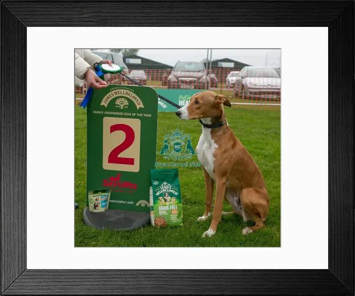 Framed Print : Scruffts Newark 23rd April 2023 Framed Print : Scruffts Newark 23rd April 2023