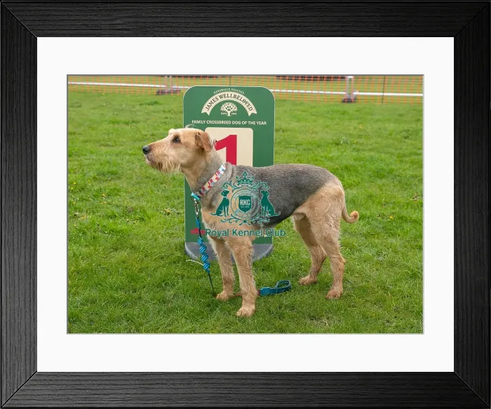 Framed Print : Scruffts Newark 23rd April 2023 Framed Print : Scruffts Newark 23rd April 2023