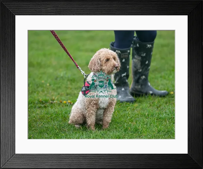 Framed Print : Scruffts Newark 23rd April 2023 Framed Print : Scruffts Newark 23rd April 2023