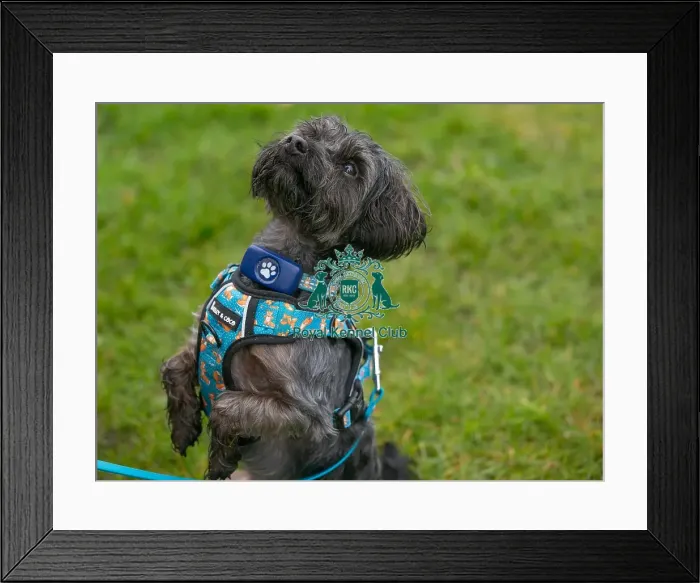 Framed Print : Scruffts Newark 23rd April 2023 Framed Print : Scruffts Newark 23rd April 2023
