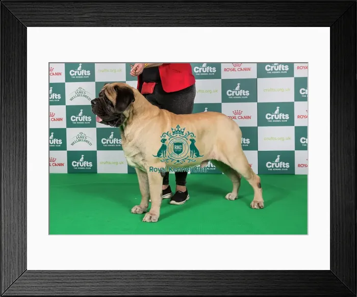 Framed Print : Crufts 2024 Best of Breed Stacked Mastiff 10719 - Ch / int / ir / lux / swiss / dk Ch Cyberus Its All About Bertie for Womlu An Ch 22 Cw22 Cen W Ww23 (Mrs & Mrs T Coulman-Hole) Framed Print : Crufts 2024 Best of Breed Stacked Mastiff 10719 - Ch / int / ir / lux / swiss / dk Ch Cyberus Its All About Bertie for Womlu An Ch 22 Cw22 Cen W Ww23 (Mrs & Mrs T Coulman-Hole)