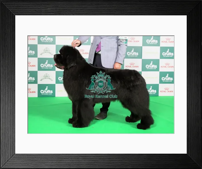Framed Print : Crufts 2024 Best of Breed Stacked Newfoundland 10859 - Srb Ch Reggae Man De La Baie De Pempoul (P Le Rest) Framed Print : Crufts 2024 Best of Breed Stacked Newfoundland 10859 - Srb Ch Reggae Man De La Baie De Pempoul (P Le Rest)