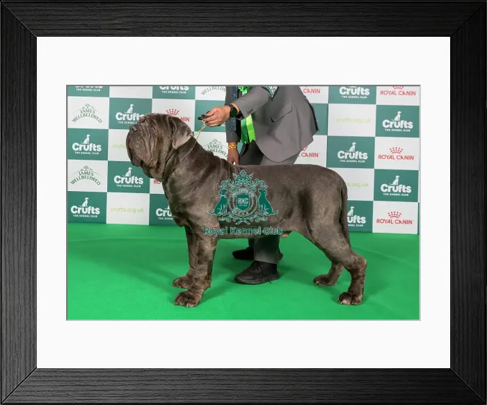 Framed Print : Crufts 2024 Best of Breed Stacked Neapolitan Mastiff 10755 - Swiss / esp Ch Tommaso Goffredo's Taro Ww (Mr M Mafi) Framed Print : Crufts 2024 Best of Breed Stacked Neapolitan Mastiff 10755 - Swiss / esp Ch Tommaso Goffredo's Taro Ww (Mr M Mafi)
