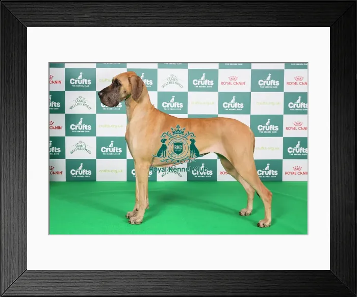 Framed Print : Crufts 2024 Best of Breed Stacked Great Dane 10389 - Smalltall`s Looking for Trouble Nv-21 Njrv-21 Dkjrv-21 (Mrs Hl Lund) Framed Print : Crufts 2024 Best of Breed Stacked Great Dane 10389 - Smalltall`s Looking for Trouble Nv-21 Njrv-21 Dkjrv-21 (Mrs Hl Lund)