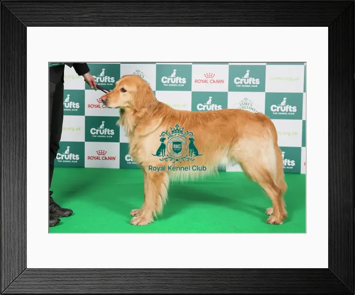 Framed Print : Crufts 2024 Best of Breed Stacked Hovawart 10550 - Hightimbers Ticket to Rock (Mrs B & Mr B Werner-Dellar & Dellar)