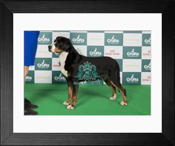 Framed Print : Crufts 2024 Best of Breed Stacked Great Swiss Mountain Dog 10487 - Am Gchg Ch Aegis Confessions of A Dangerous Mind Rn Fdc Act1j Cgca Tki (Mrs A & Mr T & Ms K Allen & Kopfer & Krumpe) Framed Print : Crufts 2024 Best of Breed Stacked Great Swiss Mountain Dog 10487 - Am Gchg Ch Aegis Confessions of A Dangerous Mind Rn Fdc Act1j Cgca Tki (Mrs A & Mr T & Ms K Allen & Kopfer & Krumpe)