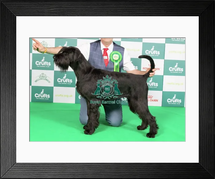Framed Print : Crufts 2024 Best of Breed Stacked Giant Schnauzer 10292 - Ch Fostergiants Revelation at Draxpark (Mrs L J Parker)