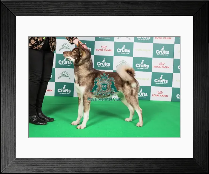 Framed Print : Crufts 2024 Best of Breed Stacked Greenland Dog 10498 - Fenrirkin Catch Me If You Can (Mrs J Taylor) Framed Print : Crufts 2024 Best of Breed Stacked Greenland Dog 10498 - Fenrirkin Catch Me If You Can (Mrs J Taylor)