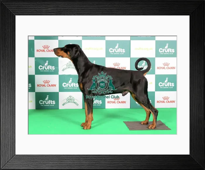 Framed Print : Crufts 2024 Best of Breed Stacked Dobermann 10020 - Ch Manzart Wise Guy (Mrs A J & Mr N D Everley & Hughes) Framed Print : Crufts 2024 Best of Breed Stacked Dobermann 10020 - Ch Manzart Wise Guy (Mrs A J & Mr N D Everley & Hughes)