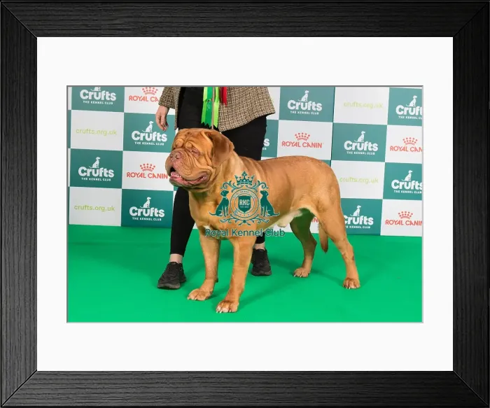 Framed Print : Crufts 2024 Best of Breed Stacked Dogue de Bordeaux 10215 - Nld Ch Hooch De Force of Mazzel (Miss N Van Den Ochtend) Framed Print : Crufts 2024 Best of Breed Stacked Dogue de Bordeaux 10215 - Nld Ch Hooch De Force of Mazzel (Miss N Van Den Ochtend)