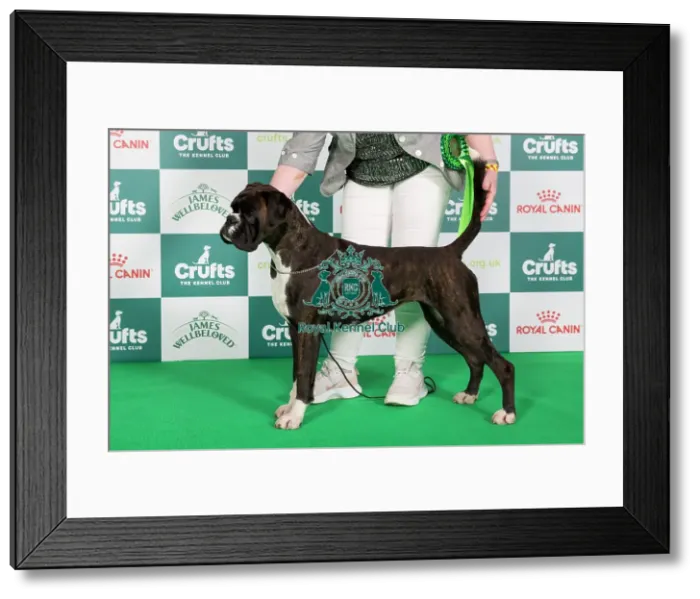 Framed Print : Crufts 2024 Boxer Best of Breed stacked 9824 - Ch / ir Ch Willow Sparks Will Fly (Mrs A Payne) Framed Print : Crufts 2024 Boxer Best of Breed stacked 9824 - Ch / ir Ch Willow Sparks Will Fly (Mrs A Payne)