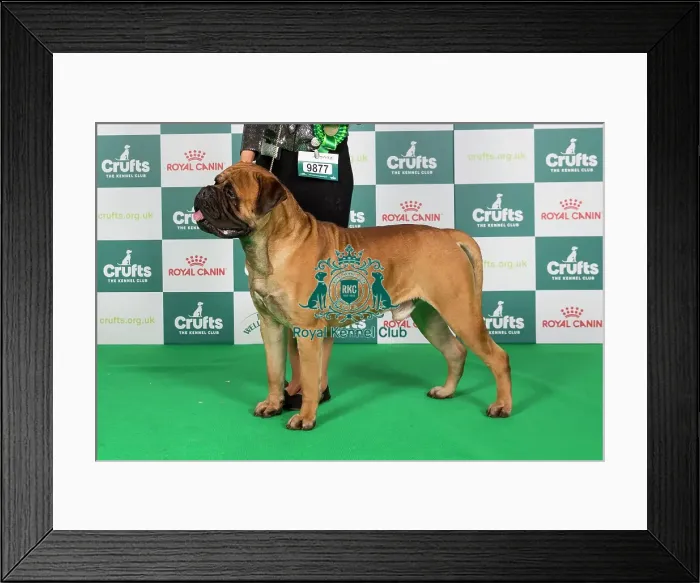 Framed Print : Crufts 2024 Best of Breed Stacked Bullmastiff 9877 - Ch Angel's Phoenix Ron Weasley Astonpride JW (Imp Ita) (Mr R & Mrs K & Miss F Aston & Aston & Pavesi) Framed Print : Crufts 2024 Best of Breed Stacked Bullmastiff 9877 - Ch Angel's Phoenix Ron Weasley Astonpride JW (Imp Ita) (Mr R & Mrs K & Miss F Aston & Aston & Pavesi)