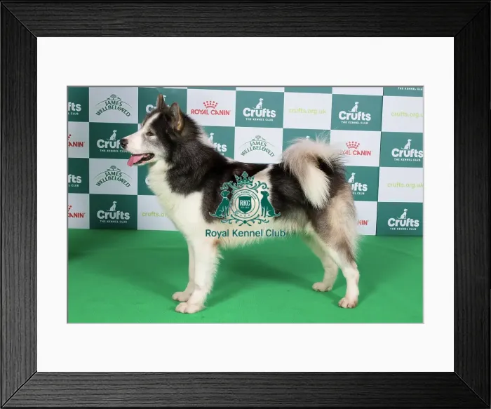 Framed Print : Crufts 2024 Best of Breed Stacked Canadian Eskimo Dog 9982 - Aavuuta Qimmiq Akiak (Imp Can) Bel / ir Jch (Mrs P A Byrne) Framed Print : Crufts 2024 Best of Breed Stacked Canadian Eskimo Dog 9982 - Aavuuta Qimmiq Akiak (Imp Can) Bel / ir Jch (Mrs P A Byrne)