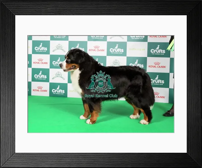 Framed Print : Crufts 2024 Best of Breed Stacked Bernese Mountain Dog 9554 - Multi Ch Chalina's Ellington (Miss F. & Ms C. Basboll) Framed Print : Crufts 2024 Best of Breed Stacked Bernese Mountain Dog 9554 - Multi Ch Chalina's Ellington (Miss F. & Ms C. Basboll)