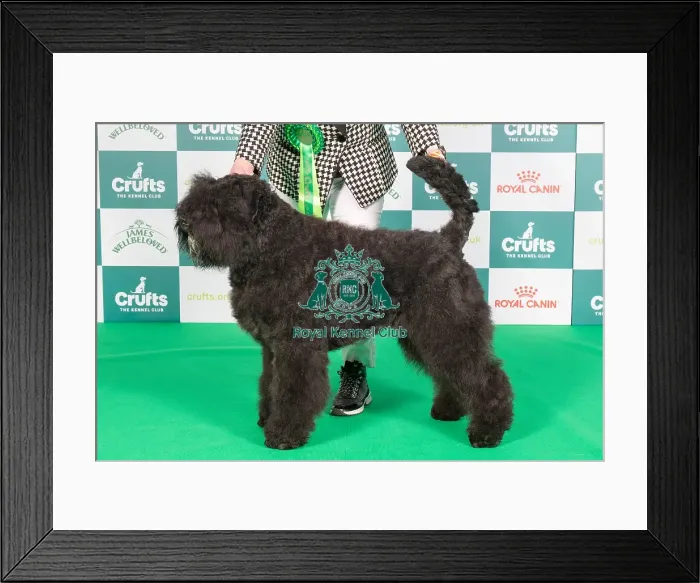 Framed Print : Crufts 2024 Best of Breed Stacked Bouvier des Flandres 9702 - Mon Cher Guinevere (Miss C Burnett) Framed Print : Crufts 2024 Best of Breed Stacked Bouvier des Flandres 9702 - Mon Cher Guinevere (Miss C Burnett)