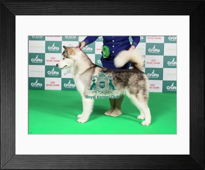 Framed Print : Crufts 2024 Best of Breed Stacked Alaskan Malamute 9483 - Ch Chayo Vasilisa (Mrss Ellis-Payne)