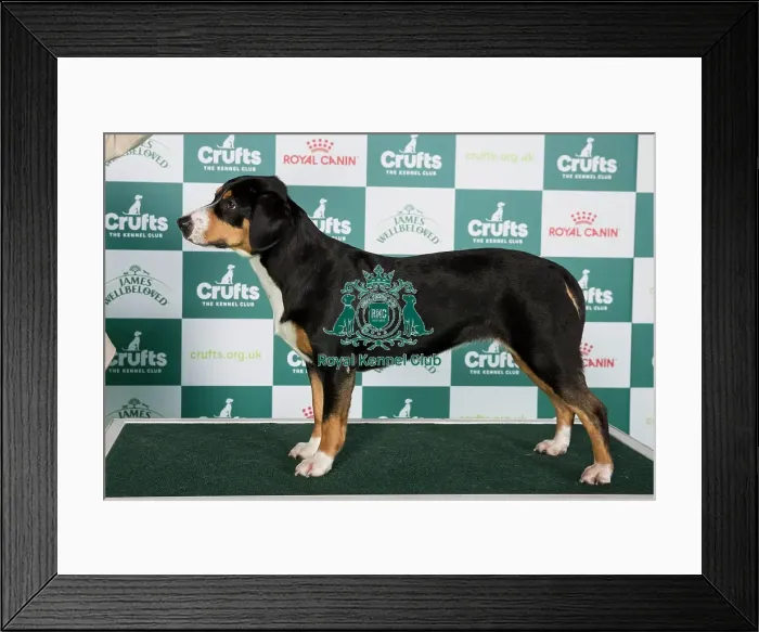 Framed Print : Crufts 2024 Best of Breed Stacked Entlebucher Mountain Dog AV Import 11433 - Cze Ch Annie Felix Z Majoveho Domu (Mr Tomas Kostrhun) Framed Print : Crufts 2024 Best of Breed Stacked Entlebucher Mountain Dog AV Import 11433 - Cze Ch Annie Felix Z Majoveho Domu (Mr Tomas Kostrhun)