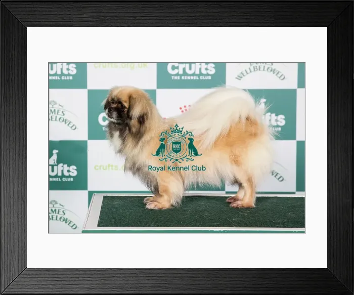 Framed Print : Crufts 2024 - Best of Breed Stacked Ch Castafiore Riddhima Owners: Mr A & Mr L Moran & Prouve Framed Print : Crufts 2024 - Best of Breed Stacked Ch Castafiore Riddhima Owners: Mr A & Mr L Moran & Prouve