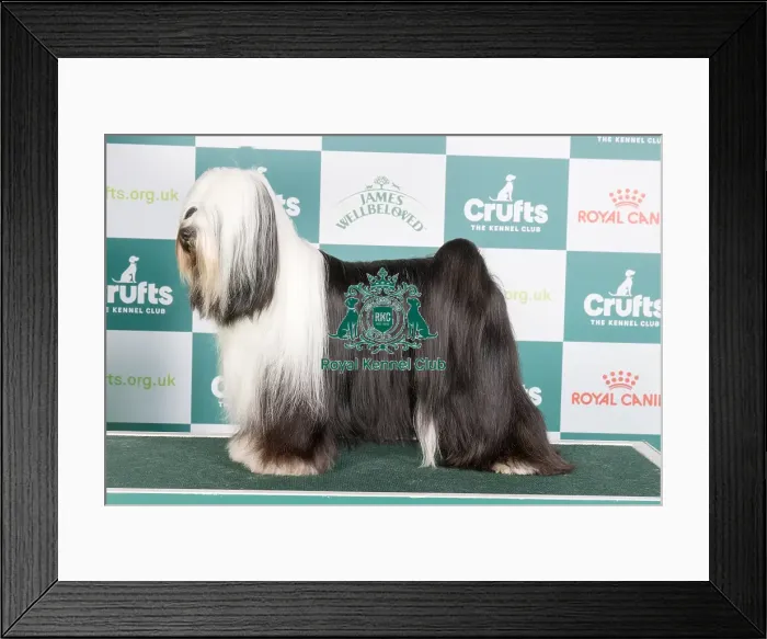 Framed Print : Crufts 2024 - Best of Breed Stacked Am Gchg Barnstorm One Chance Fancy by Dzine Owners: Mrs D & Mrs P & Ms L & Ms M Planche & Bernardo & Cook & Demers