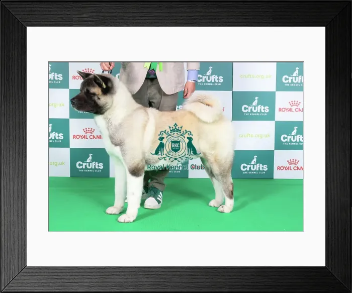 Framed Print : Crufts 2024 Framed Print : Crufts 2024