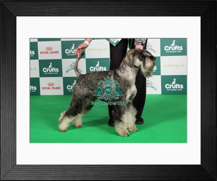 Framed Print : Crufts 2024 - Best of Breed Stacked Ch Odivane A Sharp Dressed Man Owner: Mr I Moore