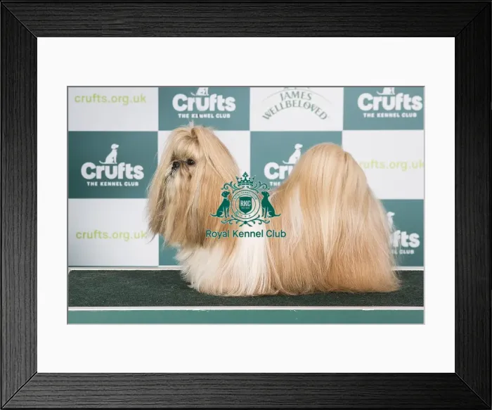 Framed Print : Crufts 2024 - Best of Breed Stacked Ch / dk / fin / no / se Ch Yung Lo's Always and Forever Owner: Mrs Sofi Palsson Framed Print : Crufts 2024 - Best of Breed Stacked Ch / dk / fin / no / se Ch Yung Lo's Always and Forever Owner: Mrs Sofi Palsson