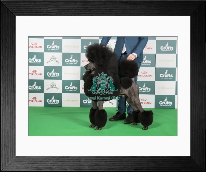 Framed Print : Crufts 2024 - Best of Breed Stacked Ch / am Ch Hallifax Hightide Hedonist at Afterglow (ai) (Imp Usa) Owners: Mrs M, Mr J & Mr T Galloway, Lynn & Isherwood