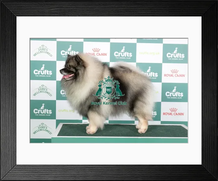 Framed Print : Crufts 2024 - Best of Breed Stacked Ch Skathki Just Got Wicked Owner: Miss C Bardsley