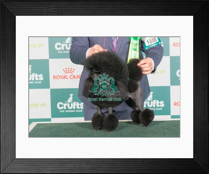 Framed Print : Crufts 2024 - Best of Breed Stacked Am Gch Sweet Aico Miss Yoyo at Piedmont Owner: Mr B Drewitt-Barlow Framed Print : Crufts 2024 - Best of Breed Stacked Am Gch Sweet Aico Miss Yoyo at Piedmont Owner: Mr B Drewitt-Barlow