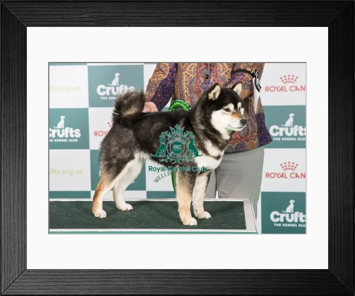 Framed Print : Crufts 2024 - Best of Breed Stacked Rina Wakimi del Cazadora Blanca at Trixwood (Imp Nld) Owner: Mrs C A Best-Rawlings Framed Print : Crufts 2024 - Best of Breed Stacked Rina Wakimi del Cazadora Blanca at Trixwood (Imp Nld) Owner: Mrs C A Best-Rawlings
