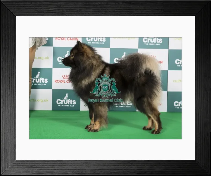 Framed Print : Crufts 2024 - Best of Breed Stacked Albionspitz Burt Owner: Mrs C Cadwallader