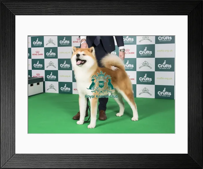 Framed Print : Crufts 2024 - Best of Breed Stacked Sh Ch Dai Kichi Go Shun'you Kensha Owner: Misss Exposito Framed Print : Crufts 2024 - Best of Breed Stacked Sh Ch Dai Kichi Go Shun'you Kensha Owner: Misss Exposito