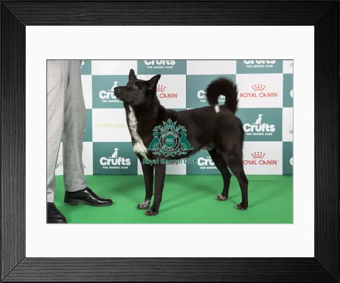 Framed Print : Crufts 2024 - Best of Breed Stacked Anacan We Got The Power Owner: Mrs E M Minto Framed Print : Crufts 2024 - Best of Breed Stacked Anacan We Got The Power Owner: Mrs E M Minto
