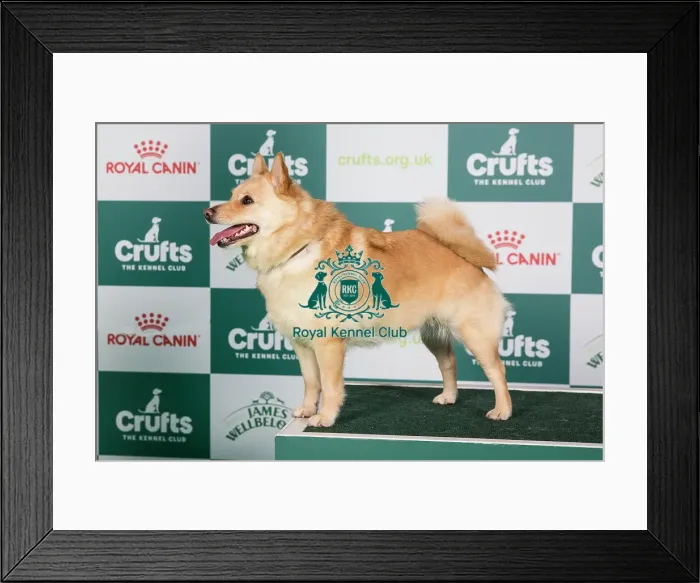 Framed Print : Crufts 2024 - Best of Breed Stacked Ch Komargo Going for Gold Owner: Miss J M Philpott Framed Print : Crufts 2024 - Best of Breed Stacked Ch Komargo Going for Gold Owner: Miss J M Philpott