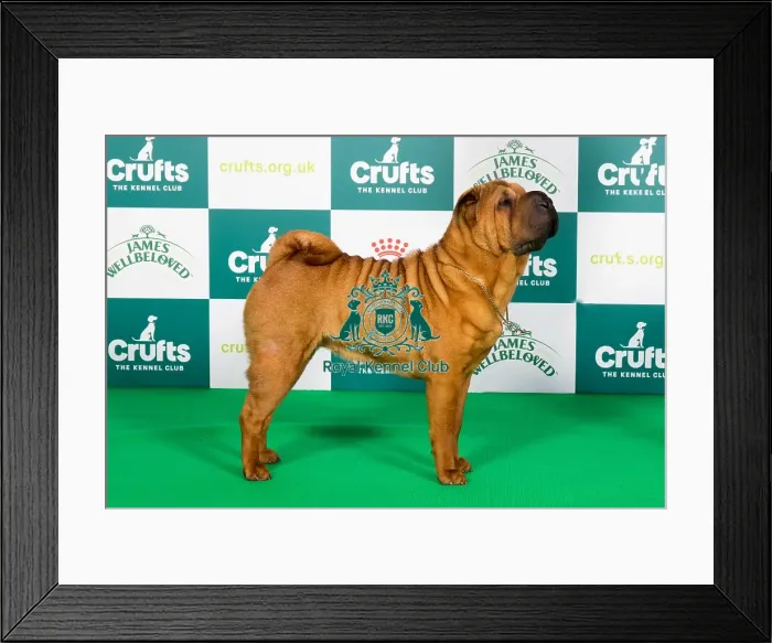 Framed Print : Crufts 2024 - Best of Breed Stacked Ch Loopang's Back in Business (ai) Owner: Mr M K Bragg