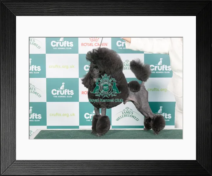 Framed Print : Crufts 2024 - Best of Breed Stacked Ch / am Ch Jaytor Clarion Collusion Owners: Mrs Lc & Mrs A & Mrs K Cunningham & Kennedy & Kennedy-Vigil Framed Print : Crufts 2024 - Best of Breed Stacked Ch / am Ch Jaytor Clarion Collusion Owners: Mrs Lc & Mrs A & Mrs K Cunningham & Kennedy & Kennedy-Vigil