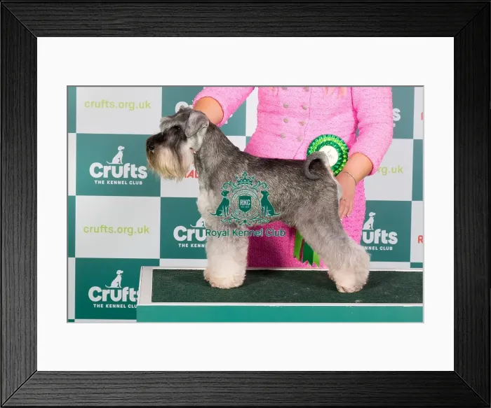 Framed Print : Crufts 2024 - Best of Breed Stacked Ch Penbro Man About Town Owners: Miss R & Miss L Woods Framed Print : Crufts 2024 - Best of Breed Stacked Ch Penbro Man About Town Owners: Miss R & Miss L Woods
