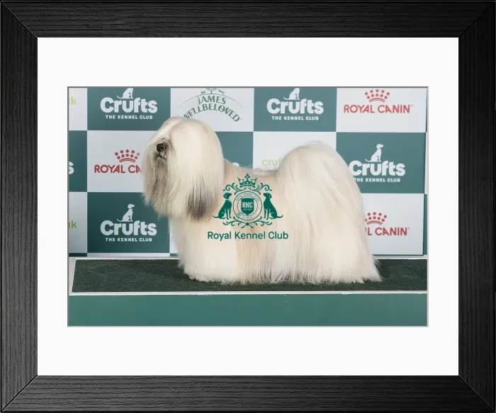 Framed Print : Crufts 2024 - Best of Breed Stacked Multi Ch Ithera Cosa Di Vero Owners: Ms L. & Ms N. Cesnaviciute & Rudminiene