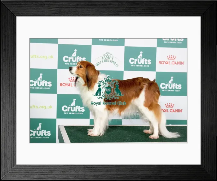 Framed Print : Crufts 2024 - Best of Breed Stacked Sensation vom Tespelkooi of Valleyrise VW (Imp Deu) Owner: Miss C Johnson