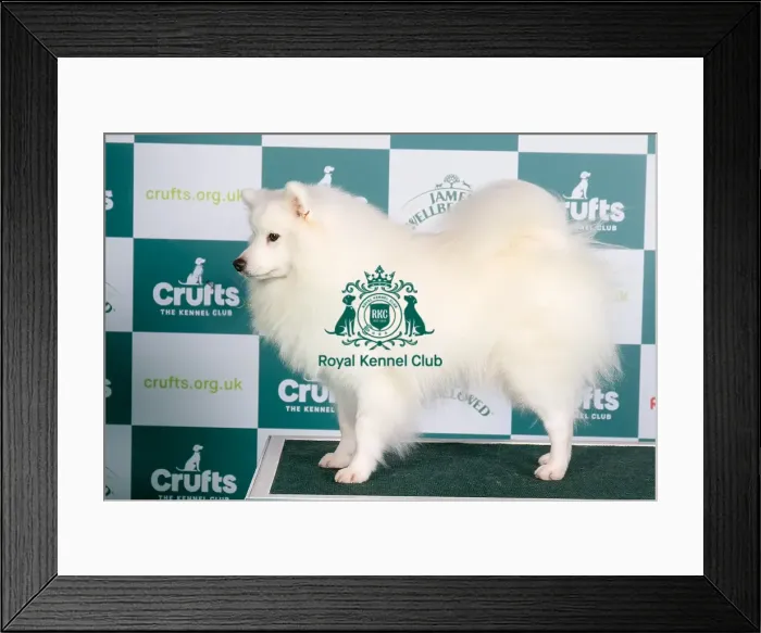 Framed Print : Crufts 2024 - Best of Breed Stacked Ch Charney Chandresh Owner: Mrss Bliss Framed Print : Crufts 2024 - Best of Breed Stacked Ch Charney Chandresh Owner: Mrss Bliss
