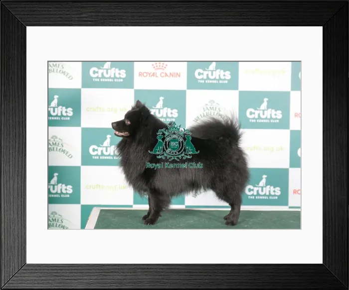 Framed Print : Crufts 2024 - Best of Breed Stacked Ch Izlou Shiver Me Timbers Owners: Ms L & Miss I Barnes & King