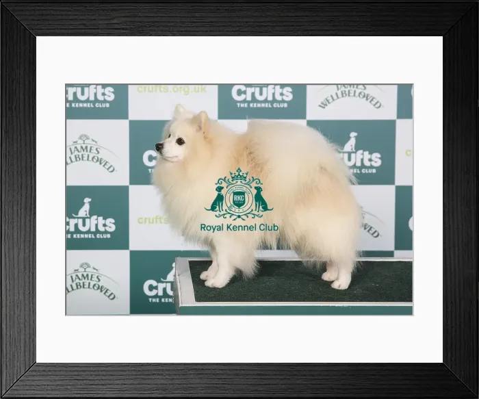 Framed Print : Crufts 2024 - Best of Breed Stacked Ch Longsdale's Blame It On Me Owners: Mr G & Mr D Pearce & Francis
