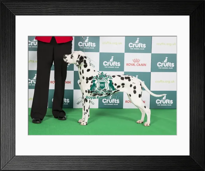 Framed Print : Crufts 2024 - Best of Breed Stacked Offordale Santtini Owner: Mrs J E Alexander Framed Print : Crufts 2024 - Best of Breed Stacked Offordale Santtini Owner: Mrs J E Alexander
