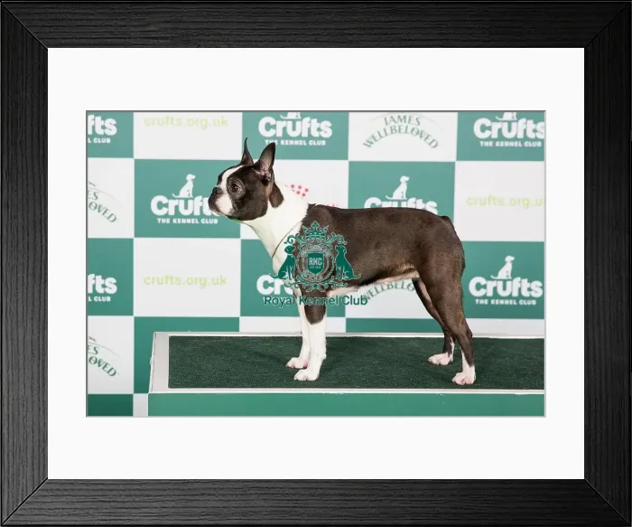 Framed Print : Crufts 2024 - Best of Breed Stacked Burlesk Viva La Diva Owners: Mr G K & Mrs L Mccallum & Levy Framed Print : Crufts 2024 - Best of Breed Stacked Burlesk Viva La Diva Owners: Mr G K & Mrs L Mccallum & Levy